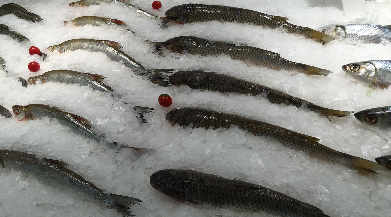 Fresh water flake ice machine