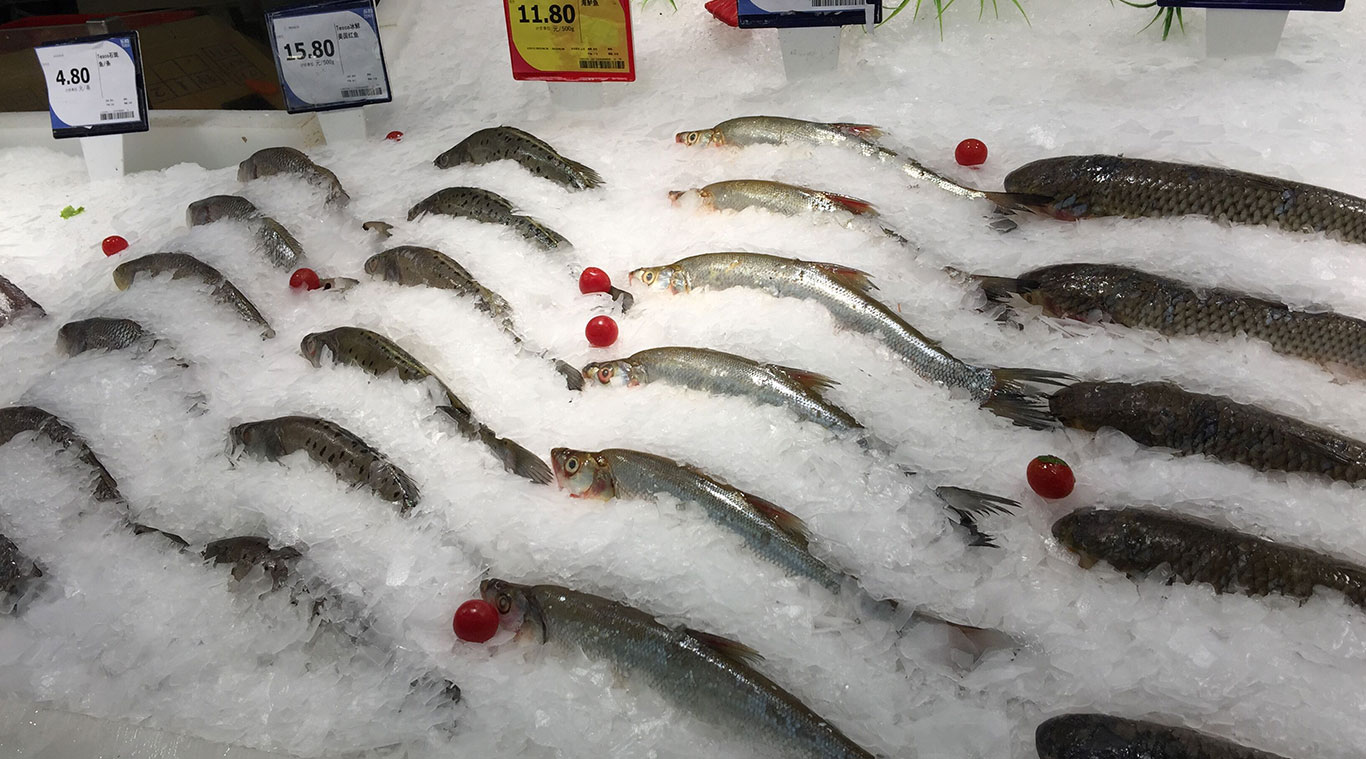 Focusun 3T marine seawater flake ice machine