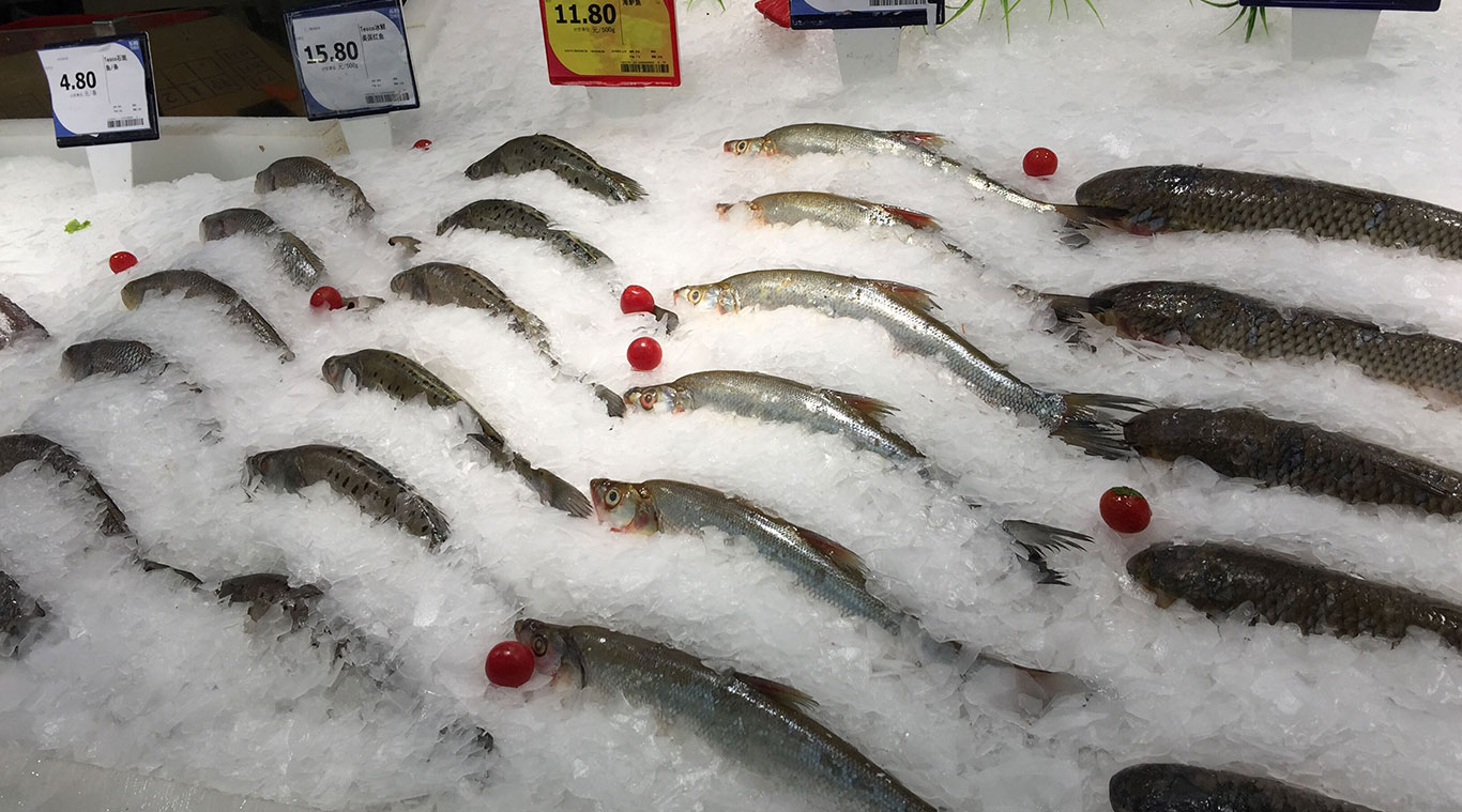 Focusun 5T marine seawater flake ice machine