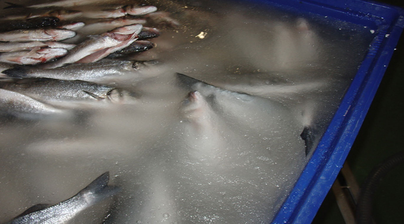 Focusun 30T slurry ice machine