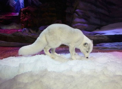 Skiing snow making machine